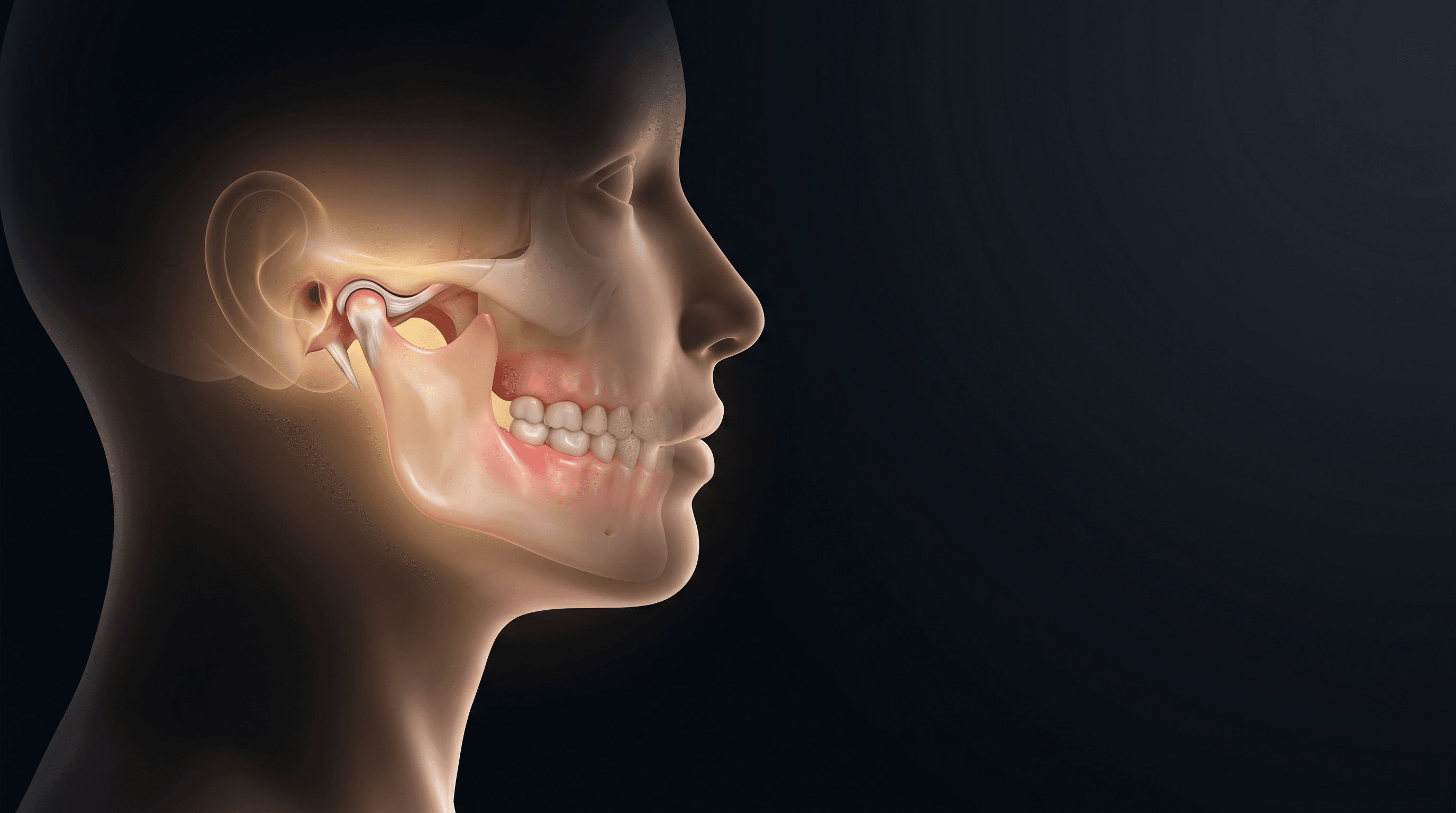 Educational render of the temporomandibular joint